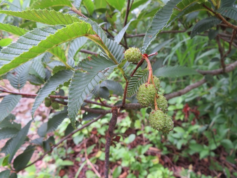 Alnus pendula photo 7