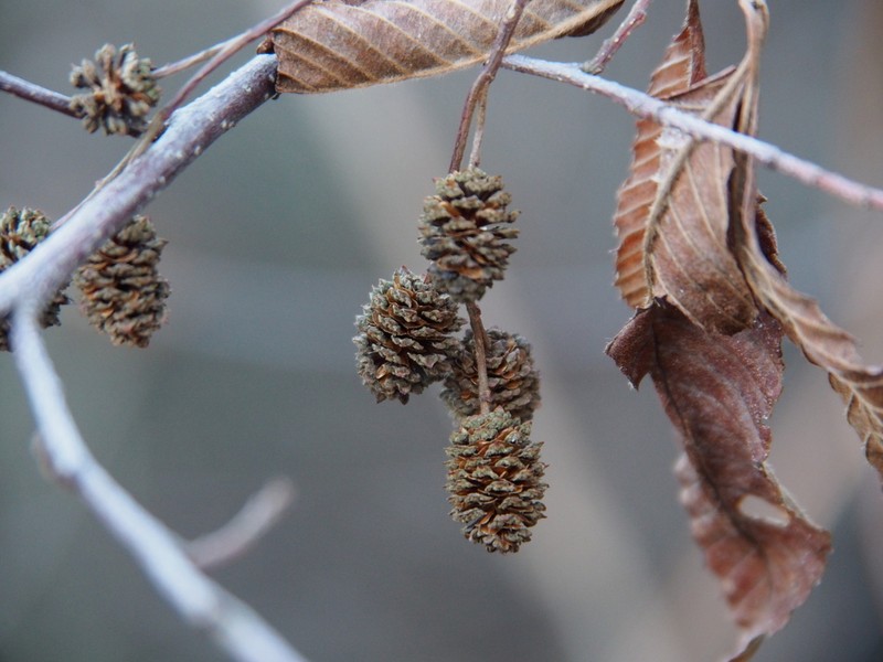 Alnus pendula photo 8