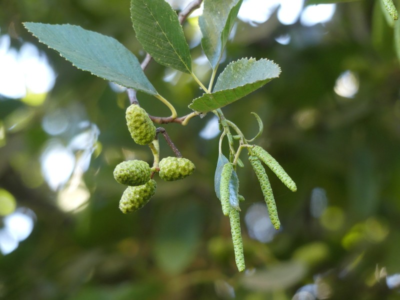 White Alder photo 2