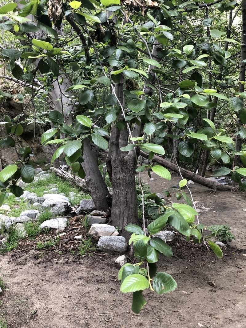 White Alder photo 4