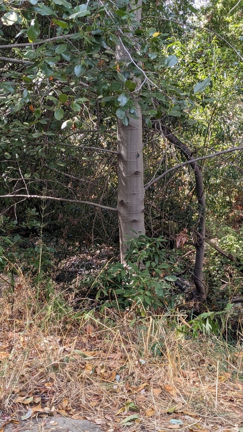 White Alder photo 5