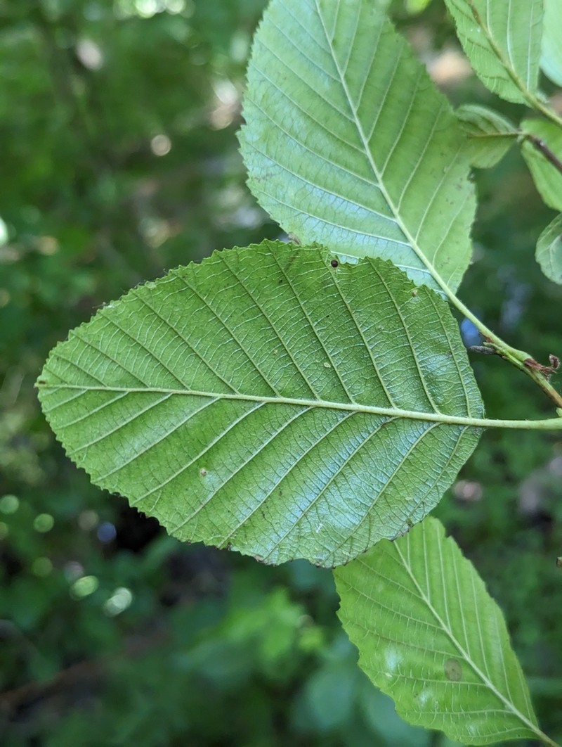 White Alder photo 6