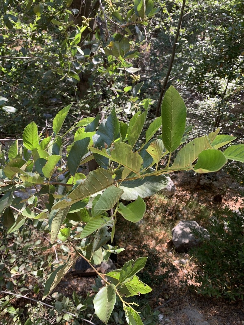 White Alder photo 7