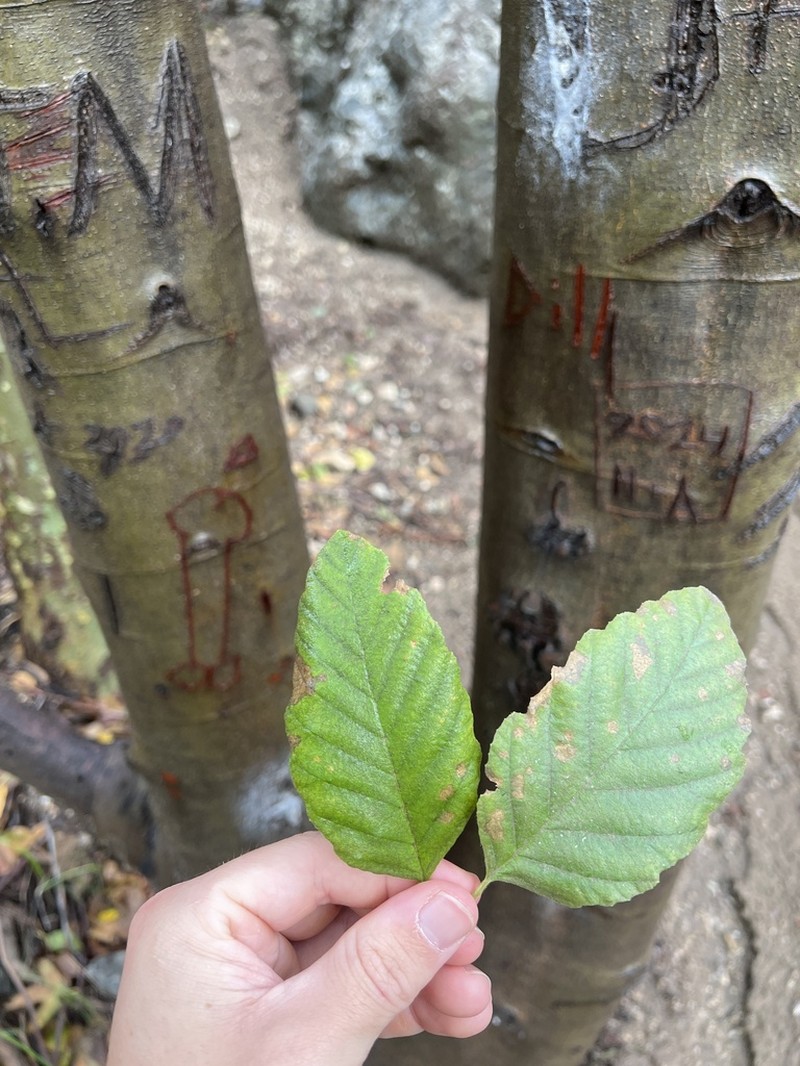 White Alder photo 8
