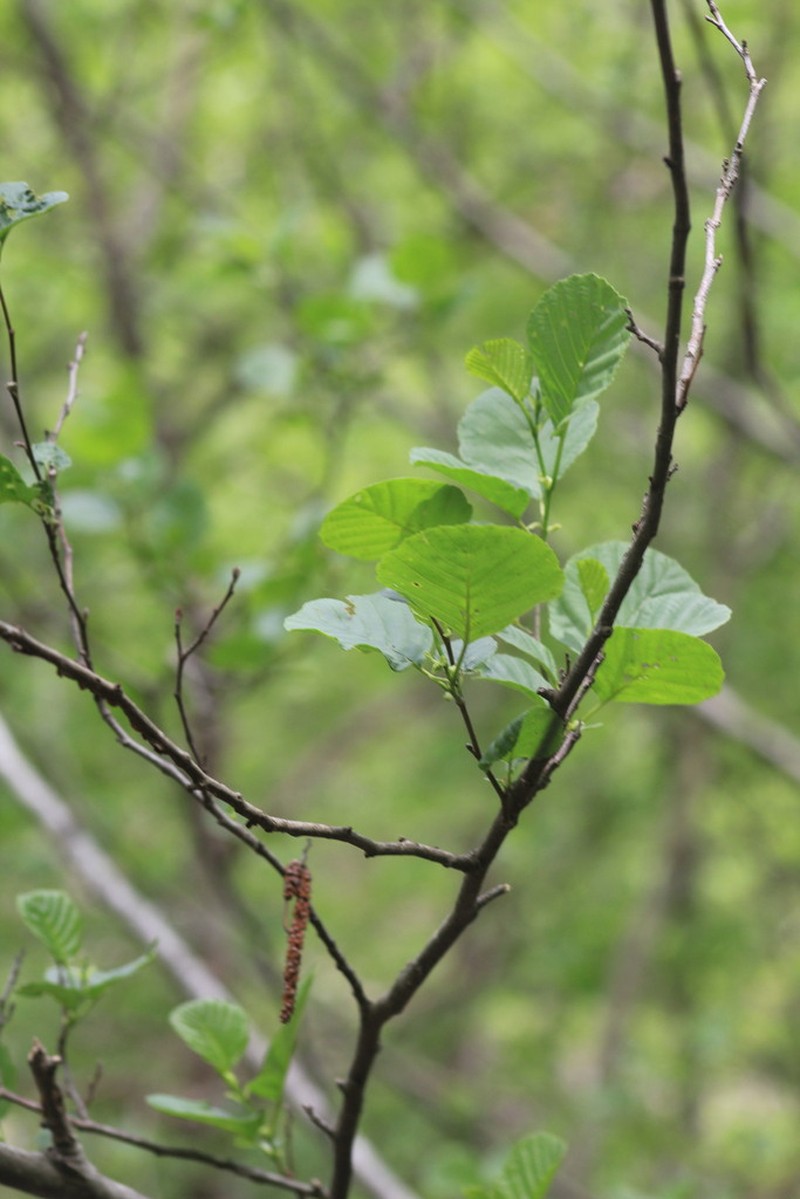 Alnus rohlenae