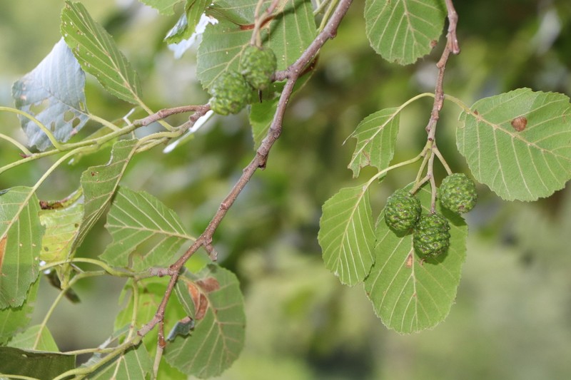 Alnus rohlenae photo 2