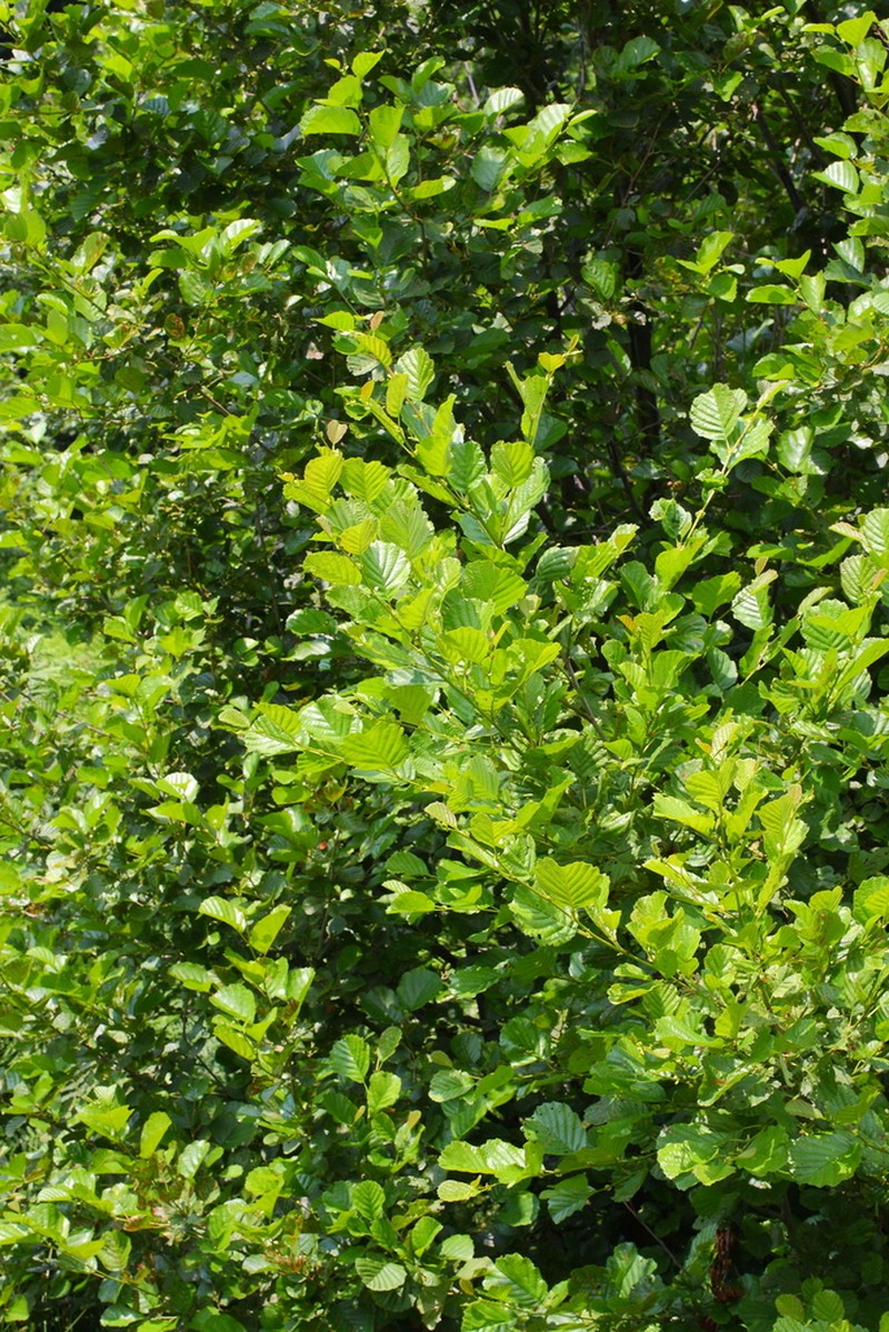 Alnus rohlenae photo 3