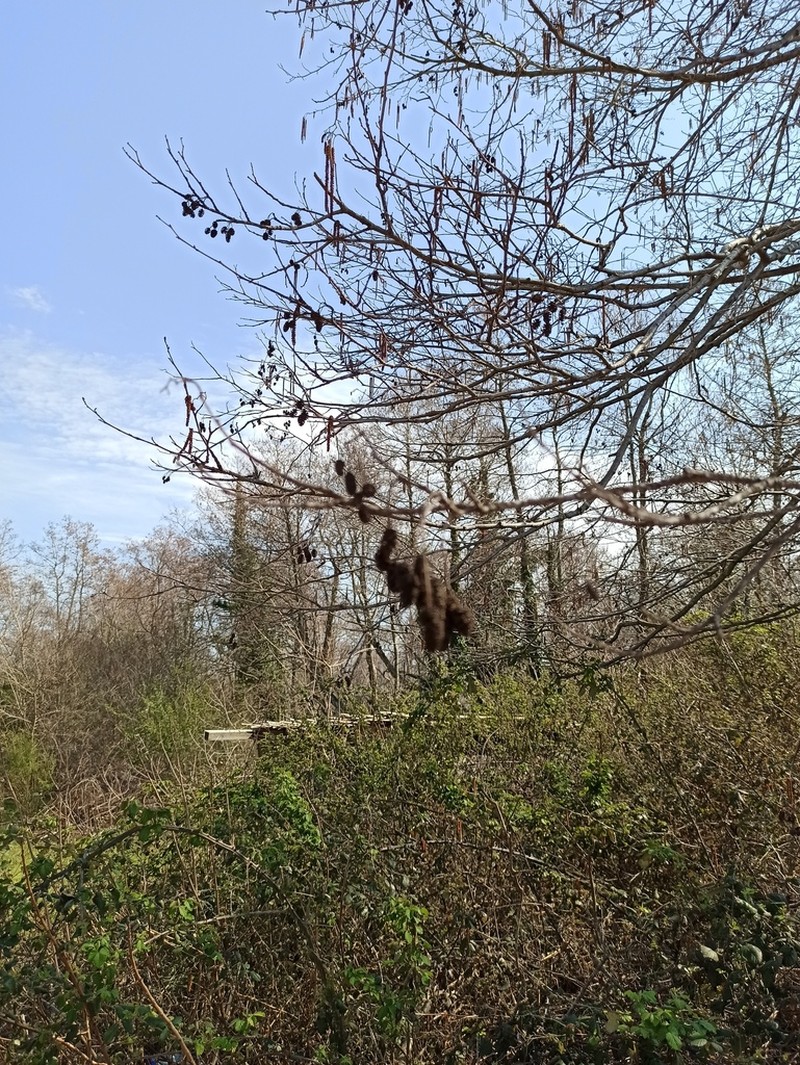 Alnus rohlenae photo 4