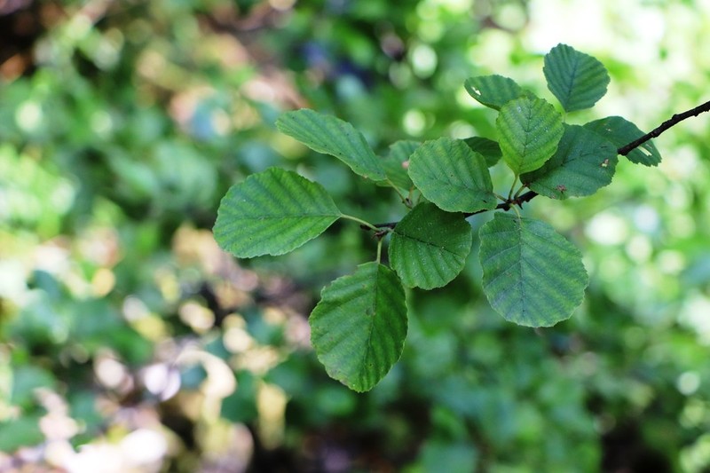 Alnus rohlenae photo 5