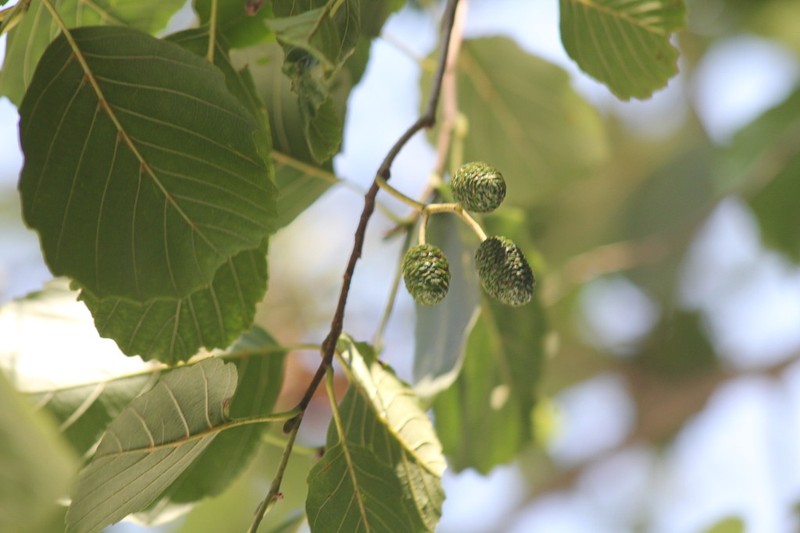 Alnus rohlenae photo 6