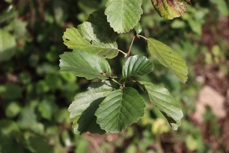 Alnus rohlenae photo 7