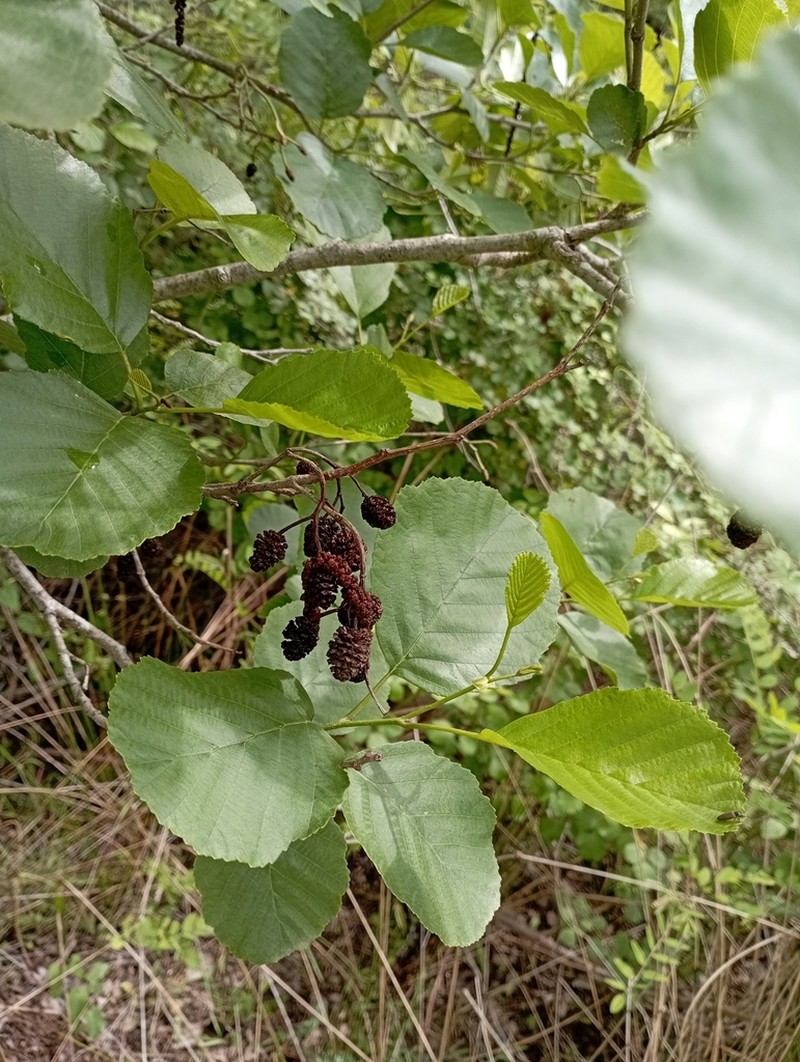 Alnus rohlenae photo 8