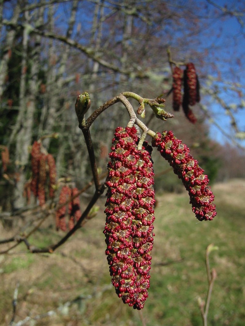 Red Alder