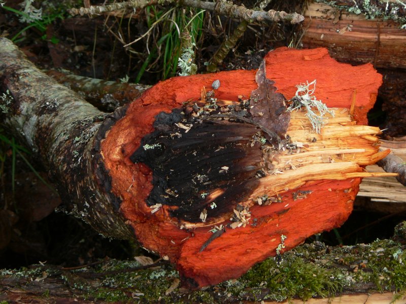 Red Alder photo 2