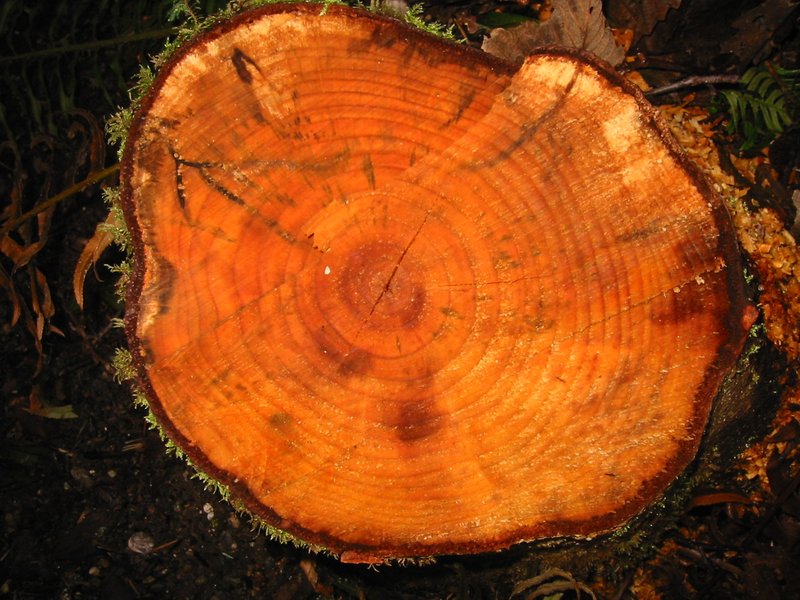 Red Alder photo 3