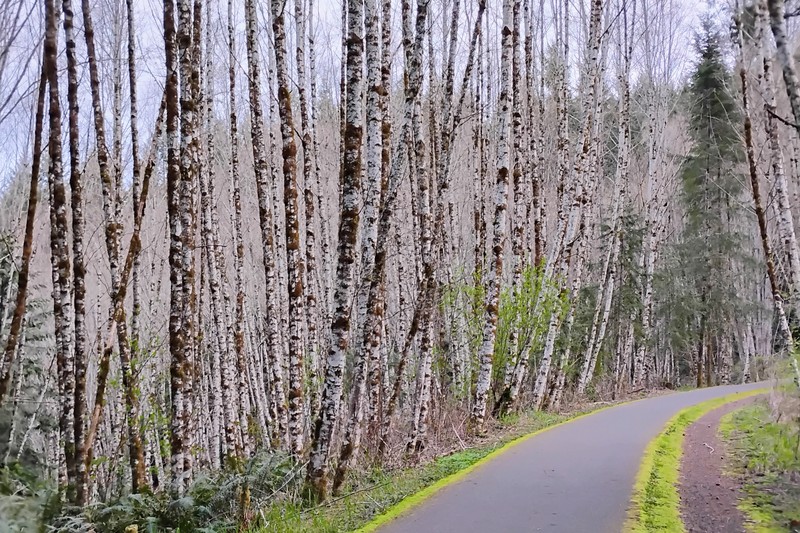 Red Alder photo 5