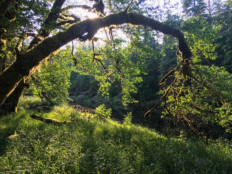 Red Alder photo 7