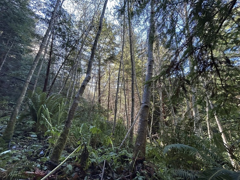 Red Alder photo 8