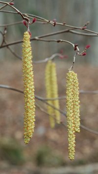 Hazel Alder