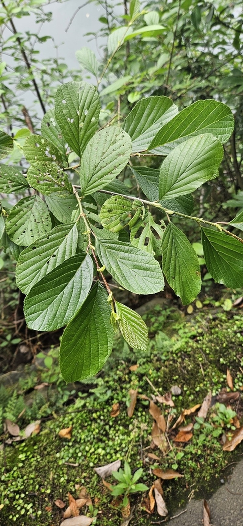 Alnus serrulatoides photo 5