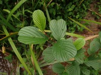 Alnus serrulatoides