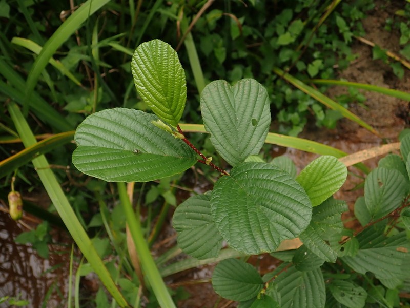 Alnus serrulatoides