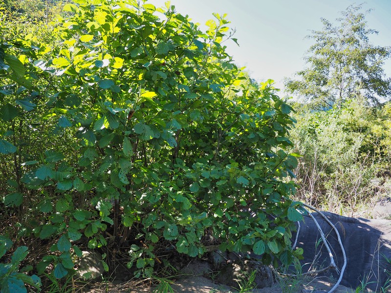 Alnus serrulatoides photo 2