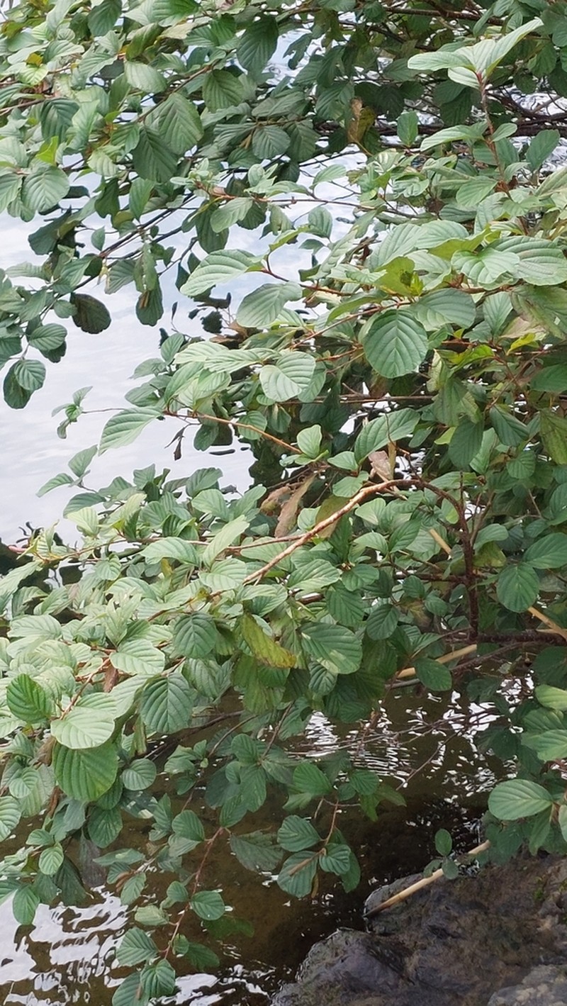Alnus serrulatoides photo 3