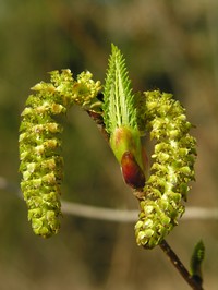 Alnus sieboldiana