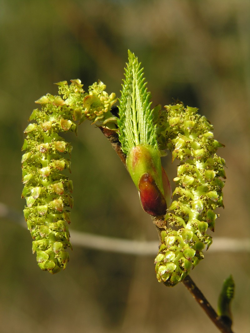 Alnus sieboldiana