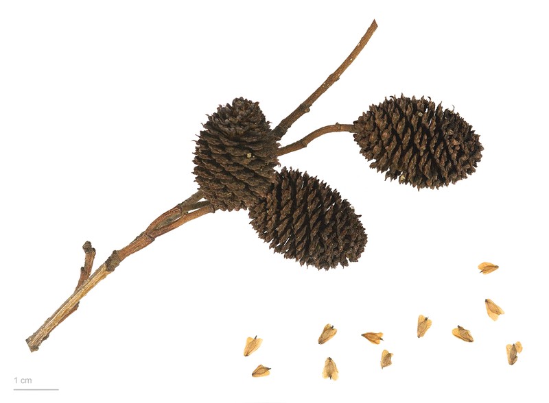 Alnus sieboldiana photo 2