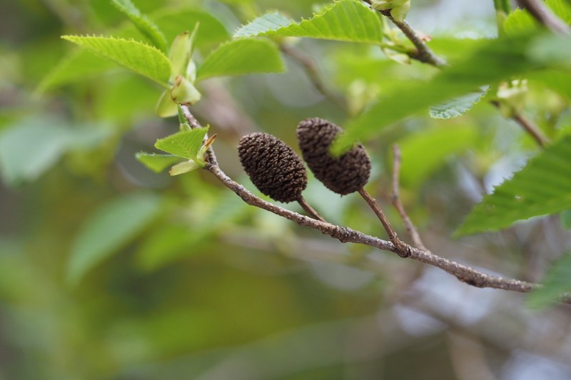 Alnus sieboldiana photo 3