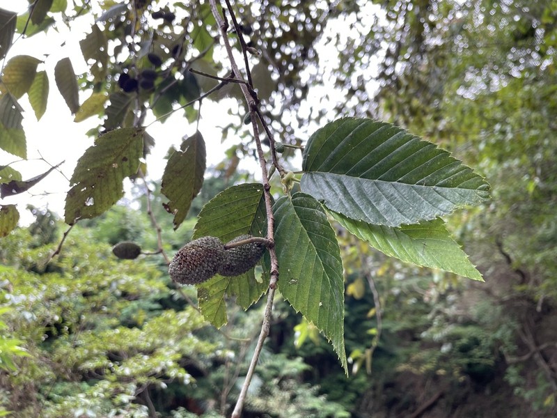 Alnus sieboldiana photo 4