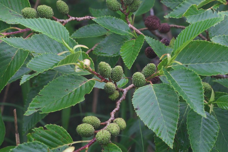 Alnus sieboldiana photo 5