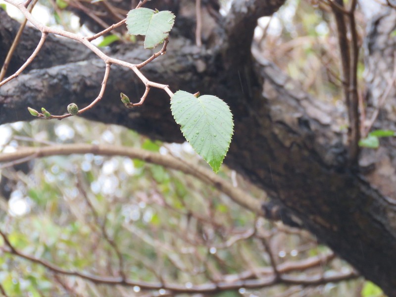 Alnus sieboldiana photo 6