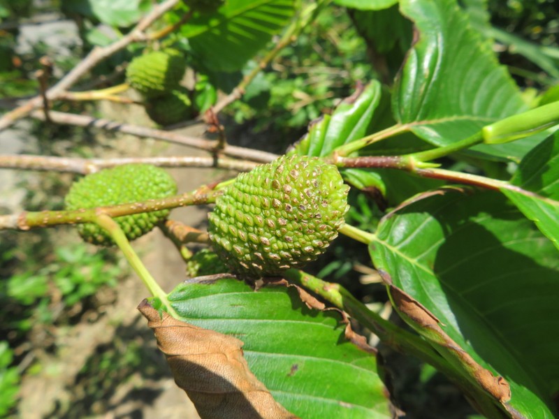 Alnus sieboldiana photo 7