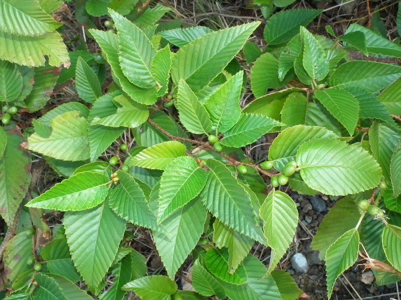 Alnus sieboldiana photo 8