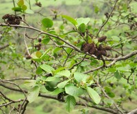Alnus subcordata