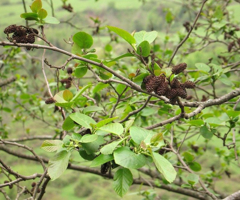 Alnus subcordata