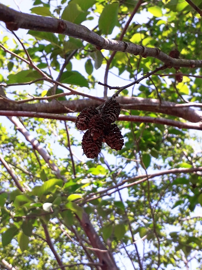 Alnus subcordata photo 2