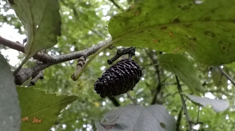 Alnus subcordata photo 3