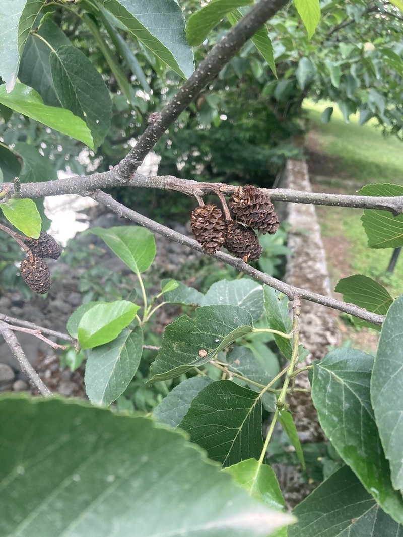 Alnus subcordata photo 4