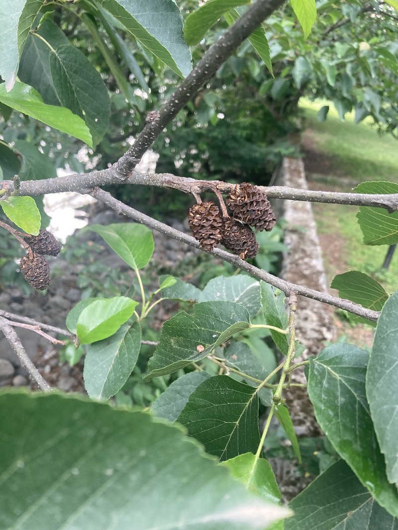 Alnus subcordata photo 5