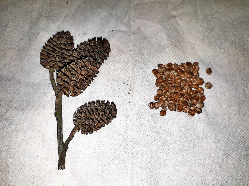 Alnus subcordata photo 6