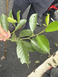 Alnus trabeculosa