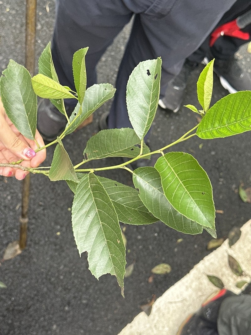 Alnus trabeculosa
