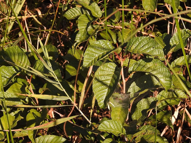 Alnus trabeculosa photo 2