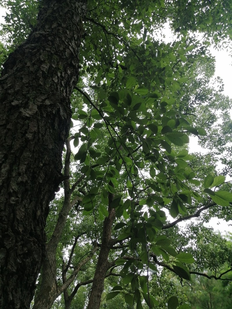 Alnus trabeculosa photo 4