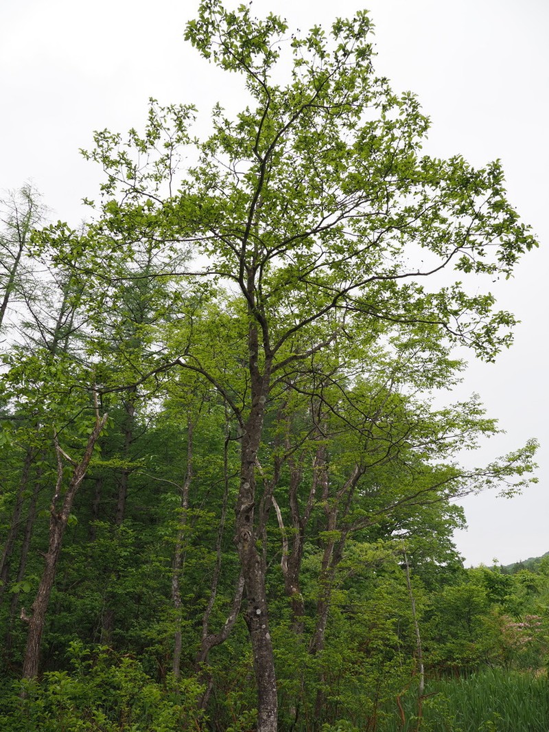 Alnus trabeculosa photo 5
