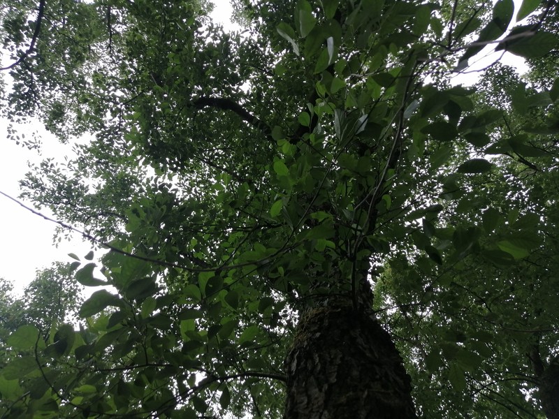 Alnus trabeculosa photo 8